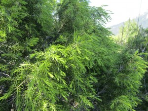 IMG_6446 (Medium)